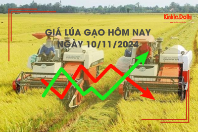 Giá lúa gạo hôm nay 10/11: đồng loạt tăng nhẹ 