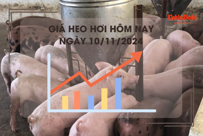 Giá heo hơi hôm nay 10/11: miền Bắc giao dịch cao nhất cả nước 64.000 đồng/kg