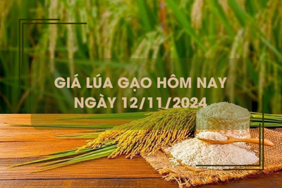 Giá lúa gạo hôm nay 12/11: giá gạo tăng nhẹ 50 - 100 đồng/kg