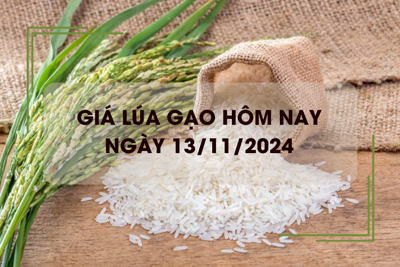 Giá lúa gạo hôm nay 13/11: giá gạo xuất khẩu giảm mạnh