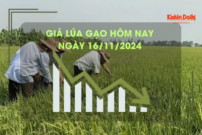 Giá lúa gạo hôm nay 17/11: nông dân chào bán lúa giá cao