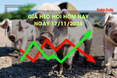 Giá heo hơi hôm nay 17/11: Hà Nội giao dịch cao nhất cả nước 64.000 đồng/kg