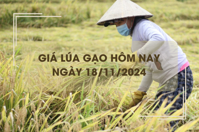 Giá lúa gạo hôm nay 18/11: giá lúa thơm vẫn neo cao