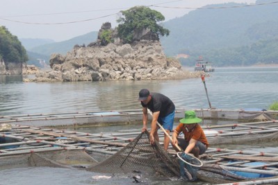 Hoà Bình xây dựng và phát triển thương hiệu cá, tôm Sông Đà