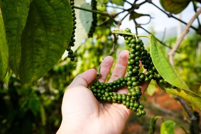 Giá tiêu hôm nay 19/11: xuất khẩu chậm lại, Việt Nam tăng cường nhập tiêu Indonesia