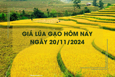 Giá lúa gạo hôm nay 20/11: gạo thơm tăng cao