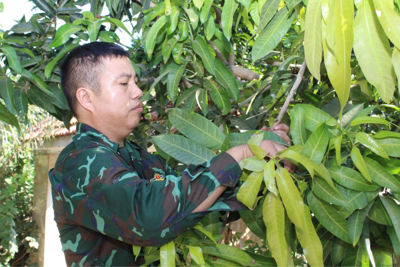 Sơn La chú trọng phát triển thương hiệu xoài Mường La