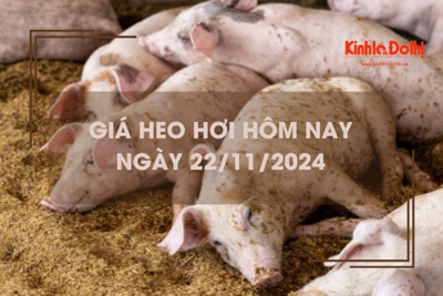 Giá heo hơi hôm nay 22/11: Trà Vinh tiếp tục thu mua ở mức thấp 60.000 đồng/kg