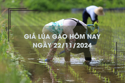 Giá lúa gạo hôm nay 22/11: lúa mới chào bán giá cao