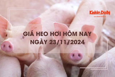 Giá heo hơi hôm nay 23/11: giao dịch trái chiều