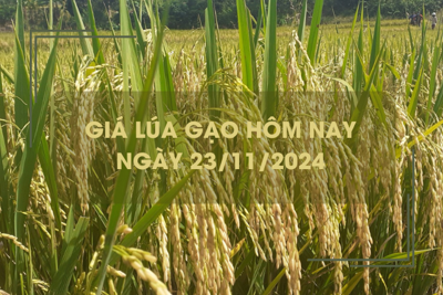 Giá lúa gạo hôm nay 23/11: lúa Thu Đông chào giá cao