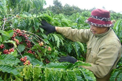 Giá cà phê hôm nay 23/11: 2 sàn tăng mạnh, Robusta lên gần 5.000 USD/tấn