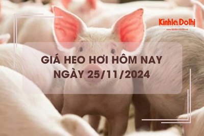 Giá heo hơi hôm nay 25/11: Đắk Lắk có giá thu mua thấp nhất cả nước 59.000 đồng/kg