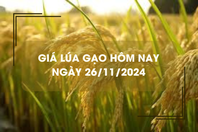 Giá lúa gạo hôm nay 26/11: gạo thơm chào giá cao