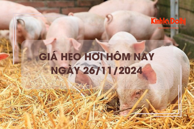 Giá heo hơi hôm nay 26/11: giảm rải rác tại 1 số địa phương