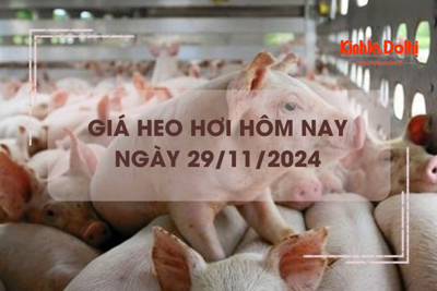 Giá heo hơi hôm nay 28/11: Thái Bình thu mua heo hơi cao nhất cả nước