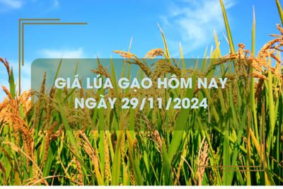 Giá lúa gạo hôm nay 29/11: gạo thơm đẹp giá cao 