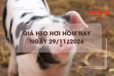 Giá heo hơi hôm nay 29/11: tăng nhẹ tại thị trường miền Trung và miền Nam