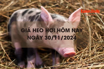 Giá heo hơi hôm nay 30/11: rải rác tăng trên cả 3 miền