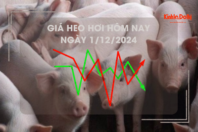 Giá heo hơi hôm nay 1/12: cao nhất 64.000 đồng/kg