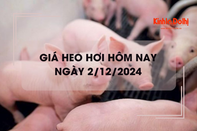 Giá heo hơi hôm nay 2/12: đứng giá ngày đầu tuần