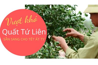 "Vượt khó" quất Tứ Liên sẵn sàng cho Tết Ất Tỵ