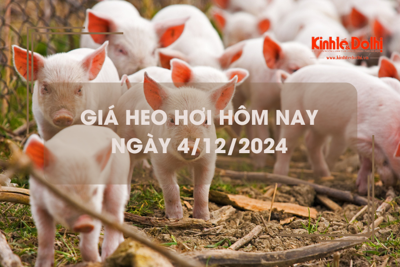 Giá heo hơi hôm nay 4/12: tăng 1.000 đồng/kg trên cả 3 miền