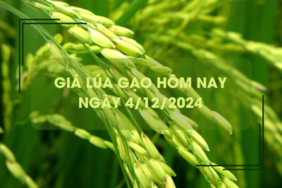 Giá lúa gạo hôm nay 4/12: gạo đẹp giá cao