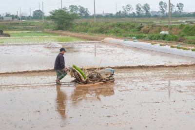 Giải pháp “kép” nâng cao giá trị cho lúa gạo Thủ đô