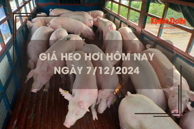 Giá heo hơi hôm nay 7/12: thị trường miền Nam biến động trái chiều