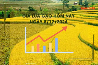 Giá lúa gạo hôm nay 8/12: giá gạo nhích nhẹ