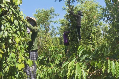 Giá tiêu hôm nay 8/12: tăng 3 ngày liền, tiến sát mốc 150.000 đồng/kg