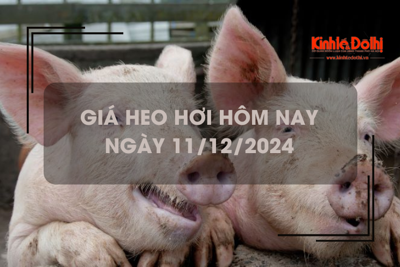 Giá heo hơi hôm nay 11/12: tiếp tục tăng trên cả nước