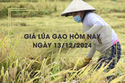 Giá lúa gạo hôm nay 13/12: lúa tươi neo cao, gạo các loại giảm nhẹ