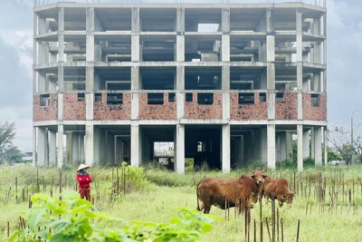 Quảng Nam: kiểm điểm trách nhiệm nhiều sở liên quan dự án của Công ty STO