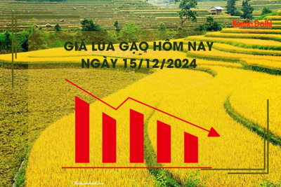 Giá lúa gạo hôm nay 15/12: giá gạo giảm thêm 100 - 200 đồng/kg