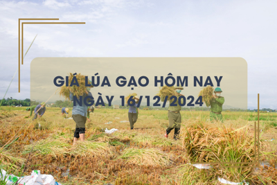 Giá lúa gạo hôm nay 16/12: giá lúa neo cao