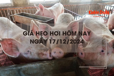 Giá heo hơi hôm nay 17/12: tiếp tục đà tăng trên cả nước