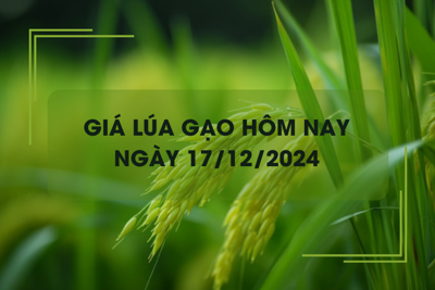 Giá lúa gạo hôm nay 16/12: gạo thơm nhích nhẹ