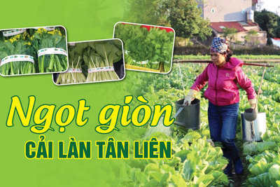 Ngọt giòn cải làn Tân Liên