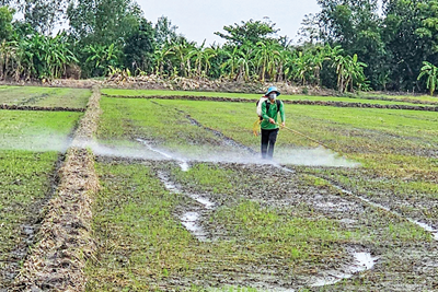 Sử dụng thuốc bảo vệ thực vật an toàn, hiệu quả trong cây trồng