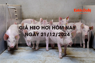 Giá heo hơi hôm nay 21/12: đồng loạt tăng 1.000 - 2.000 đồng/kg trên cả nước