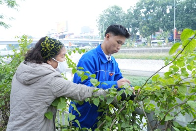 Phường Trung Hoà: ra quân chỉnh trang tuyến đường hoa giấy dọc bờ sông Tô Lịch