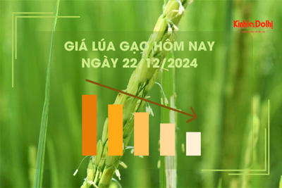 Giá lúa gạo hôm nay 22/12: giá gạo bật tăng