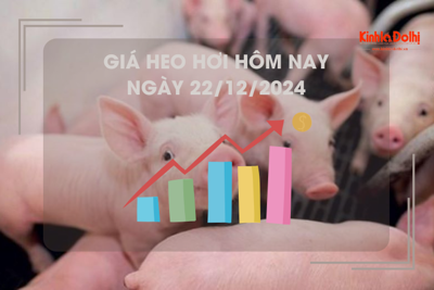 Giá heo hơi hôm nay 22/12: tiếp đà tăng