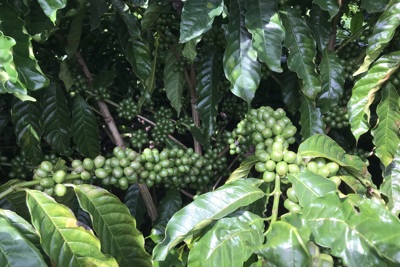 Giá cà phê hôm nay 22/12: 2 bộ mặt trái ngược của Robusta và Arabica