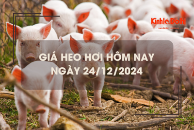 Giá heo hơi hôm nay 24/12: tiếp đà tăng giá trên cả nước