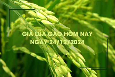 Giá lúa gạo hôm nay 24/12: giá gạo tăng nhẹ 