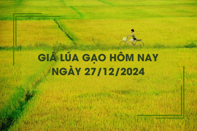 Giá lúa gạo hôm nay 27/12: lúa tươi tiếp đà giảm nhẹ 100 đồng/kg