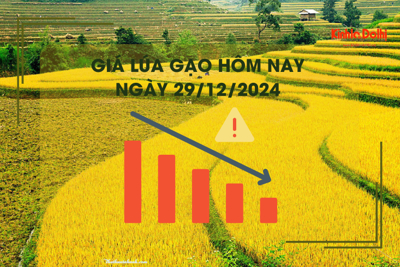 Giá lúa gạo hôm nay 29/12: tiếp đà giảm mạnh